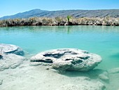 Stromatolites,Mexico