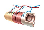 Intestinal anatomy,artwork