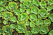 Water lettuce