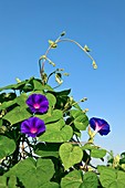 Morning glory flowers