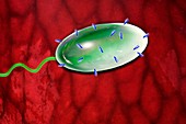 Bacterium,artwork