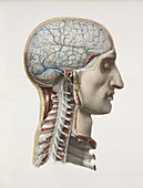 Brain and spinal cord,1844 artwork