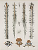Spinal cord anatomy,1844 artwork