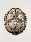 Base of brain,1844 artwork