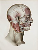 Facial nerve branches,1844 artwork