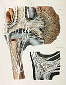 Respiratory nerves,1844 artwork