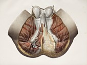 Male perineal nerves,1844 artwork