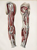 Deep arm nerves,1844 artwork