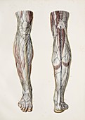 Nerves of the lower leg,1844 artwork