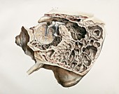Middle ear anatomy,1844 artwork