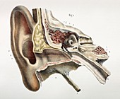 Ear anatomy,1844 artwork