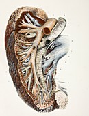 Lung blood vessel nerves,1844 artwork