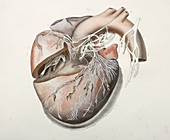 Heart nerves,1844 artwork