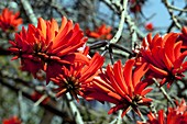 Kaffir tree (Erythrina kaffir) flowers
