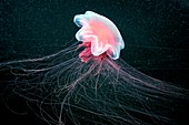 Lion's mane jellyfish