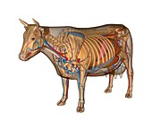 Cow anatomy,artwork