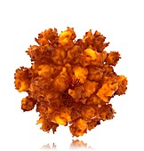 Hepatitis E virus particle,artwork