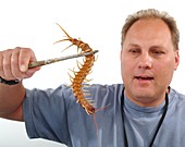 Giant centipede identification