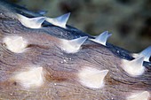 Spotbase burrfish spines
