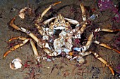 Dead great spider crab