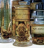 Preserved midwife toad