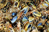 Dead blue mussels