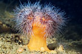 Plumose sea anemones