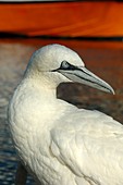 Northern gannet