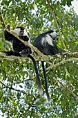 Ruwenzori black-and-white colobi