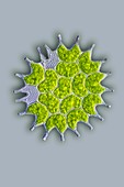 Pediastrum green algae,light micrograph