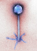 P1 bacteriophage,TEM