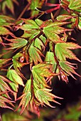 Maple (Acer palmatum 'Kashima')