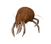 Dust mite,artwork