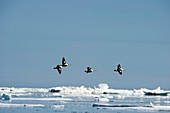 Flock of King Eider ducks,Canada