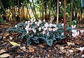 Cyclamen hederifolium flowers