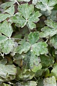 Powdery mildew on Aquilegia vulgaris