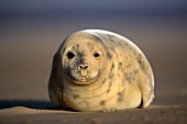 Grey seal pup