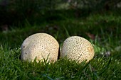 Common earth ball fungus