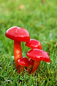 Scarlet wax cap fungus