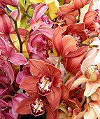 Mixed orchids