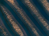 Sand dunes on Mars,satellite image