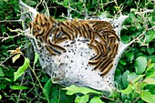 Brown tail moth larvae