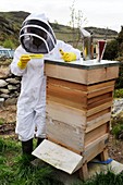 Beekeeper with EpiPen