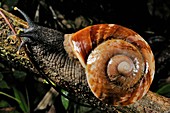 Bornean giant land snail