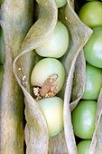Pea moth larva damage inside a pea pod
