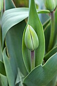 Tulip (Tulipa gesneriana)