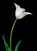 Tulip (Tulipa gesneriana)