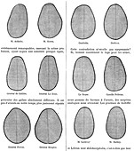 Head shape variation,19th century