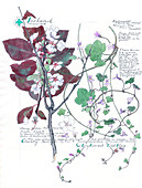 Cymbalaria muralis and Prunus,artwork