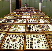Entomologist with specimens